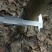 梨树2~4cm1.5~2米
