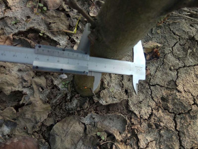 梨树2~4cm1.5~2米