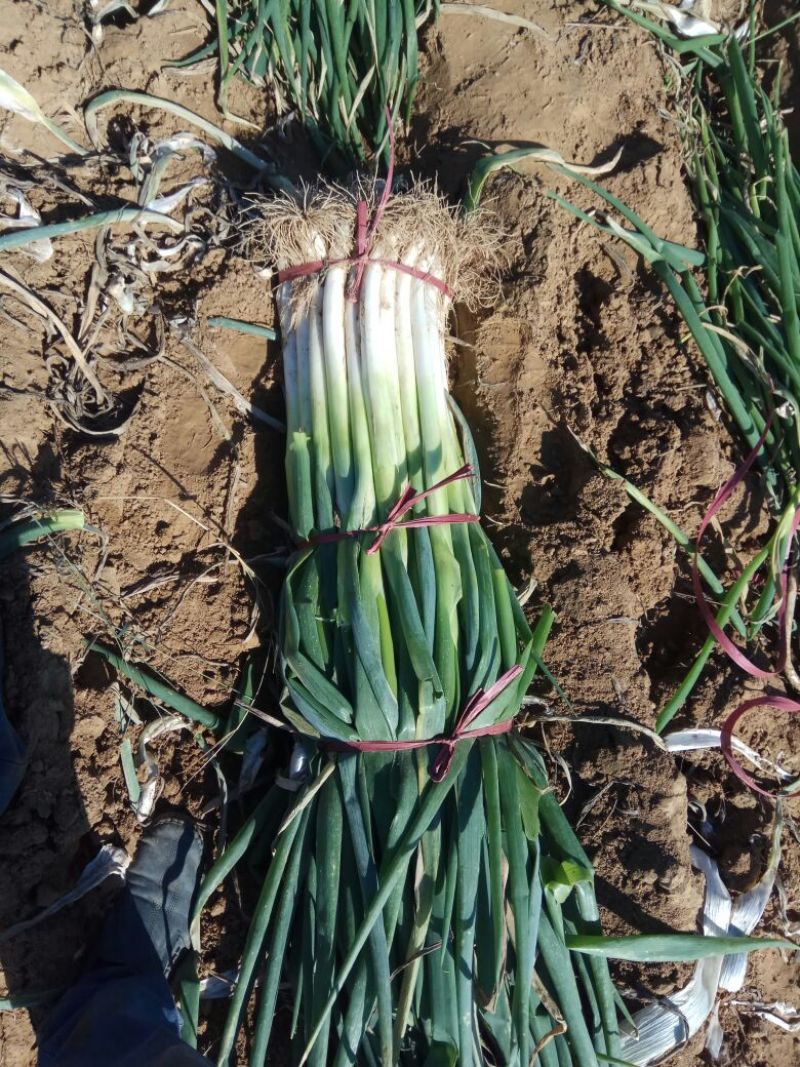 长白大葱净葱3cm左右30~40cm河北大葱