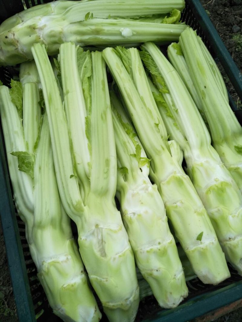 棒菜头