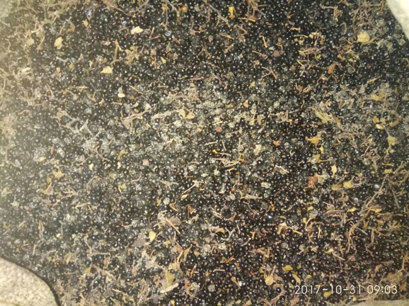 花椒种子青花椒籽