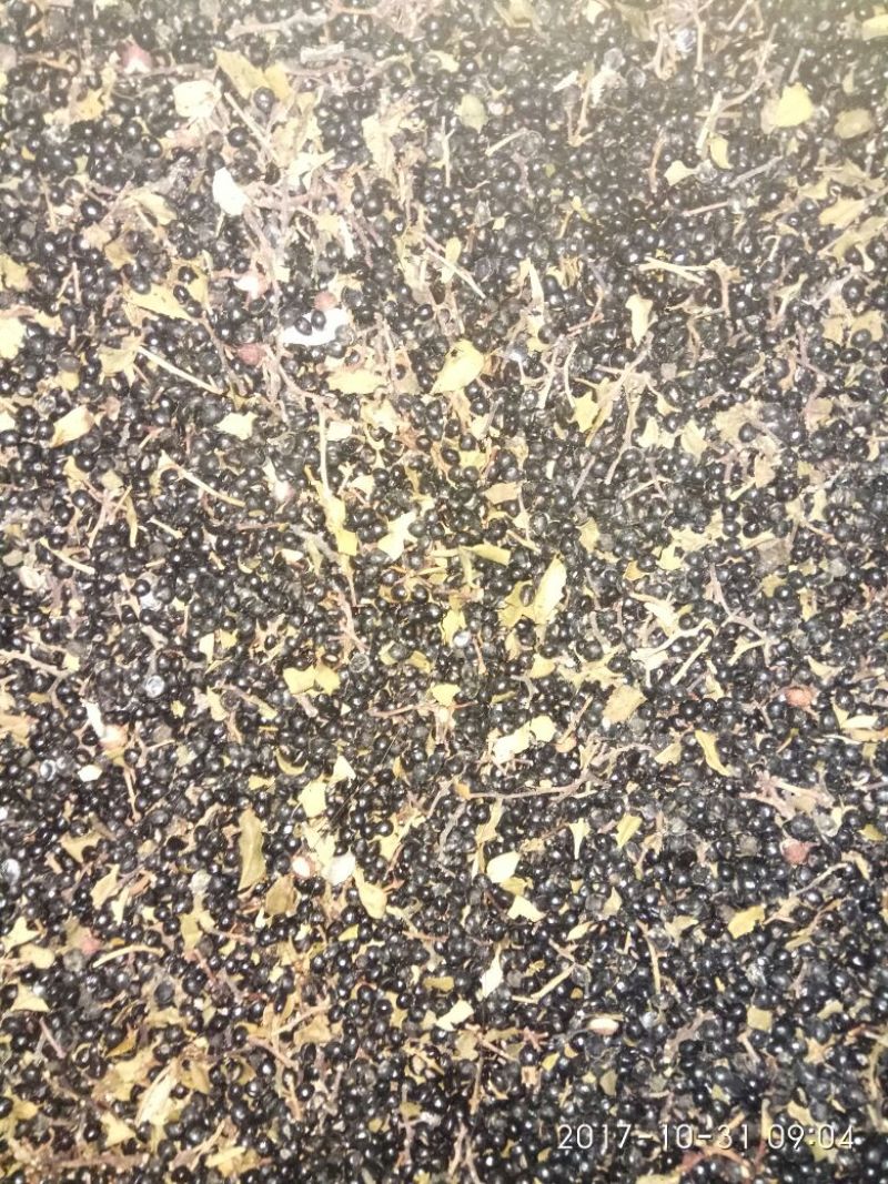 花椒种子青花椒籽
