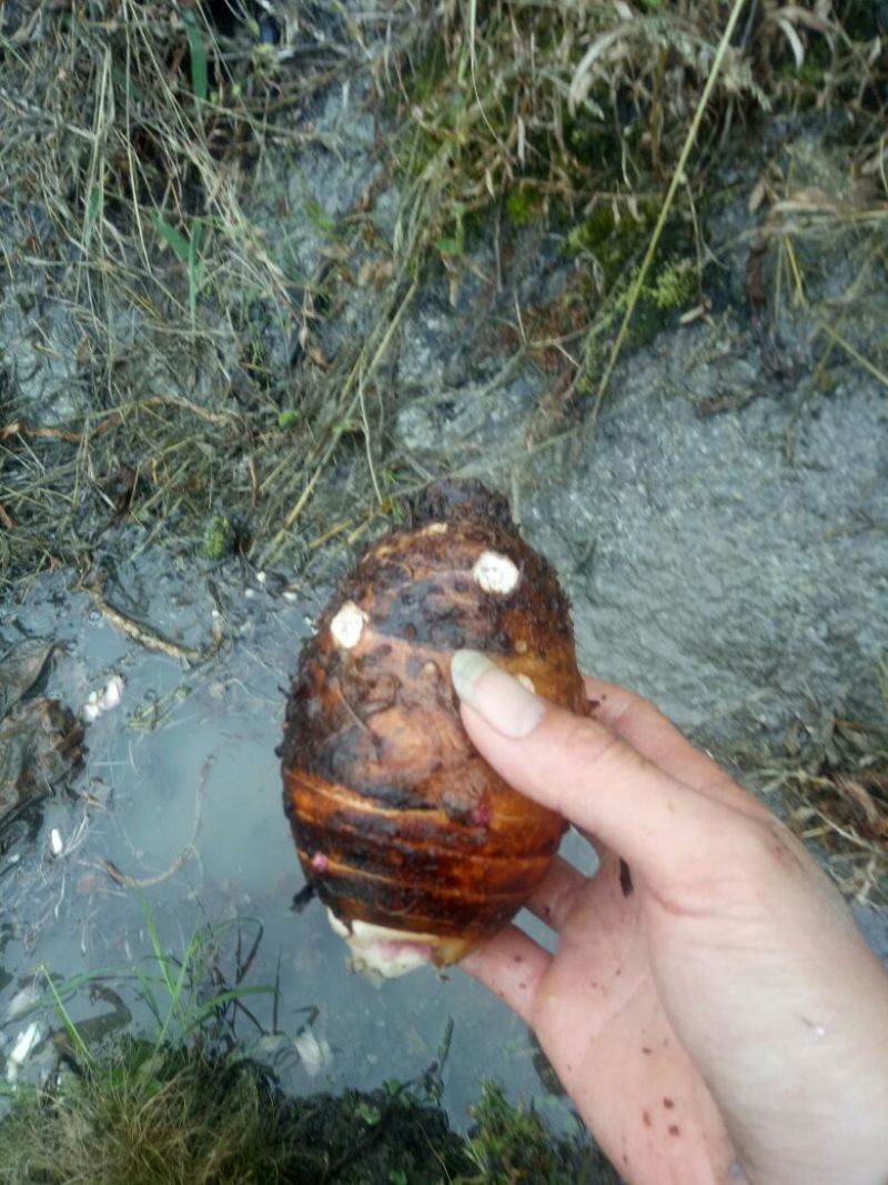 香芋3厘米以上