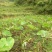 香芋3厘米以上