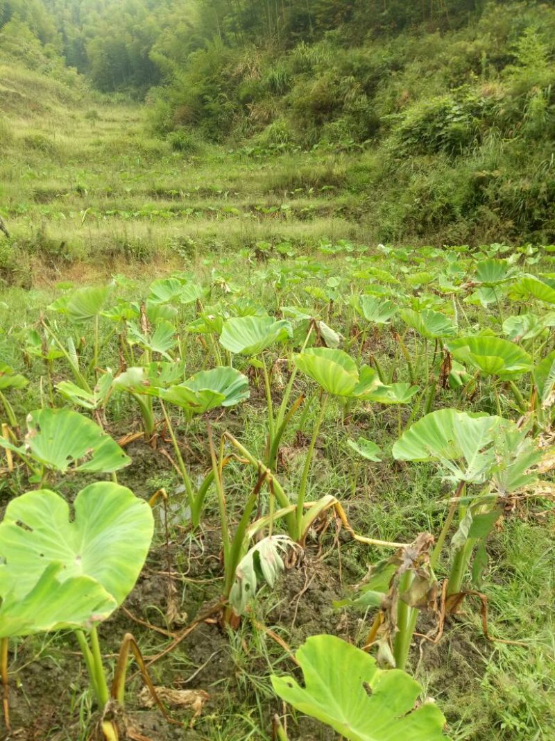香芋3厘米以上