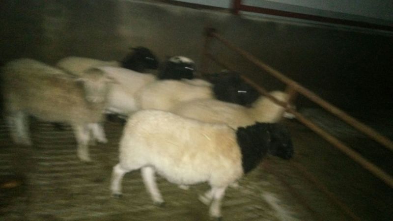 杂交羊种羊140~170斤