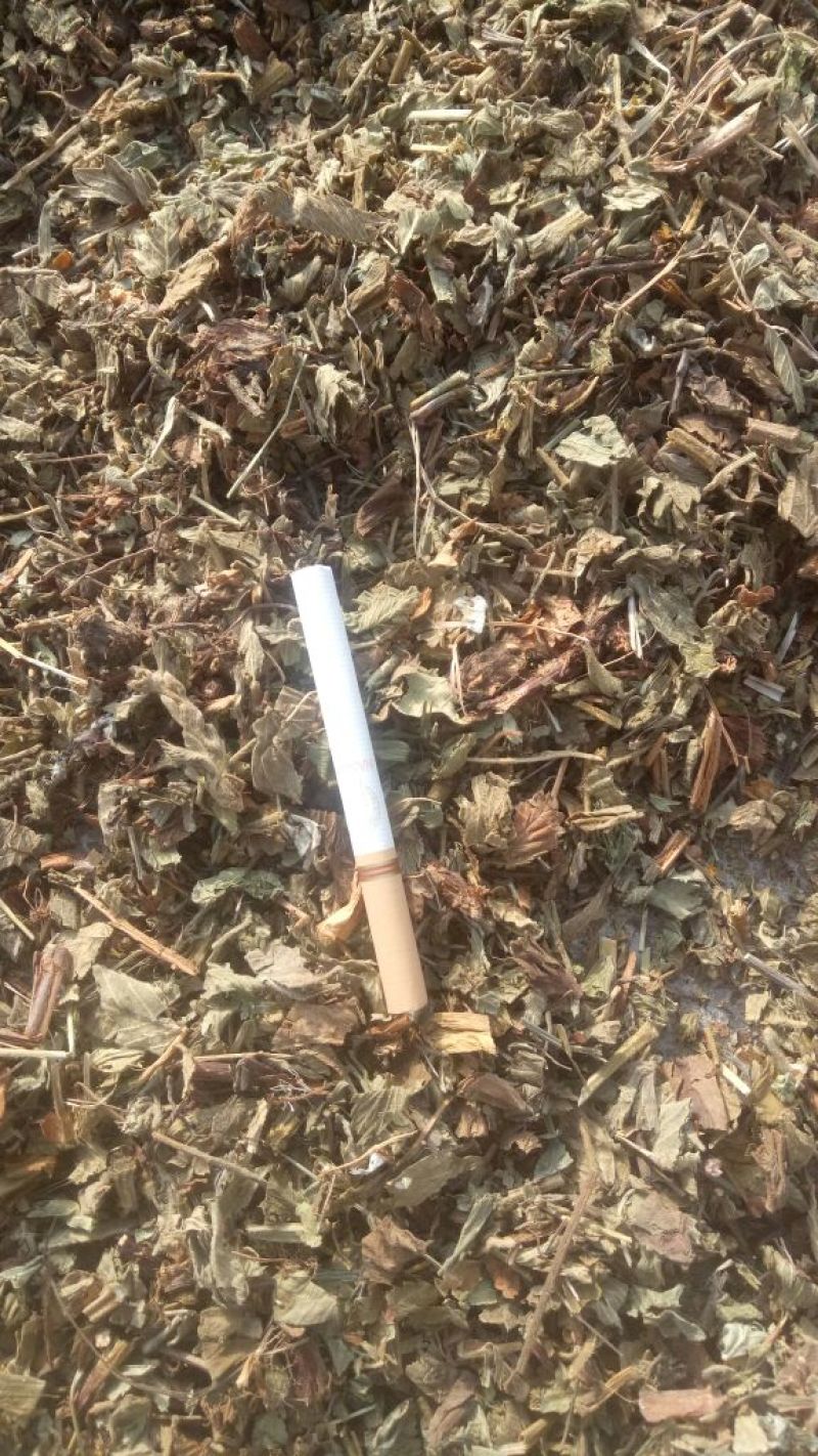 仙鹤草