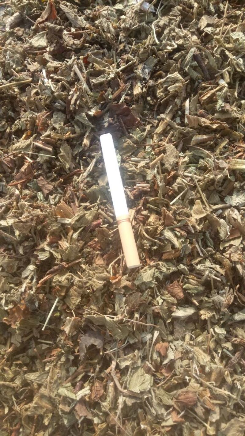 仙鹤草