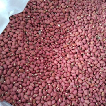 红小豆散装
