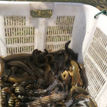 台湾泥鳅食用人工养殖8~10cm