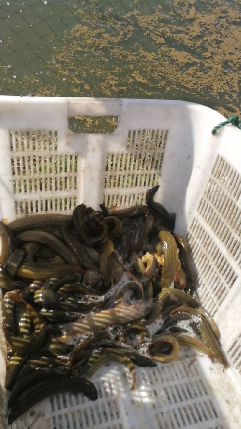 台湾泥鳅食用人工养殖8~10cm