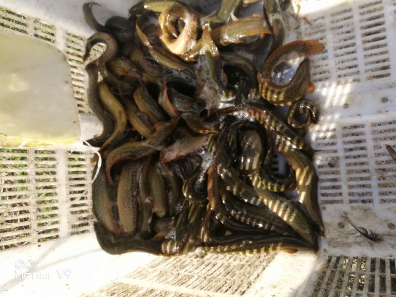 台湾泥鳅食用人工养殖8~10cm