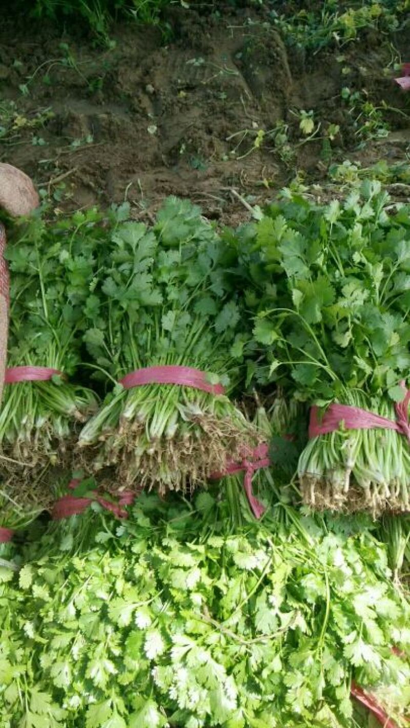 大叶香菜10~15厘米以上