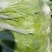 大白菜4~6斤净菜