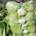 大白菜4~6斤净菜
