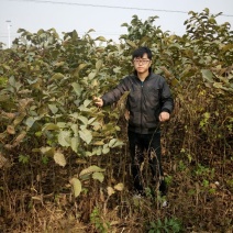 山西核桃苗，薄皮核桃苗，占地核桃苗规格品种齐全，大量供应