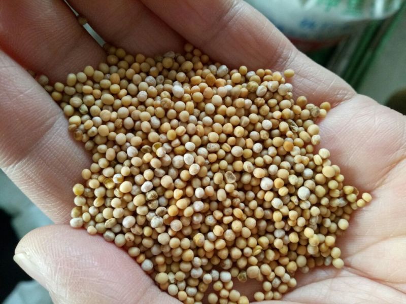 白芥子四川干货辛辣味正宗量大从优欢迎选购