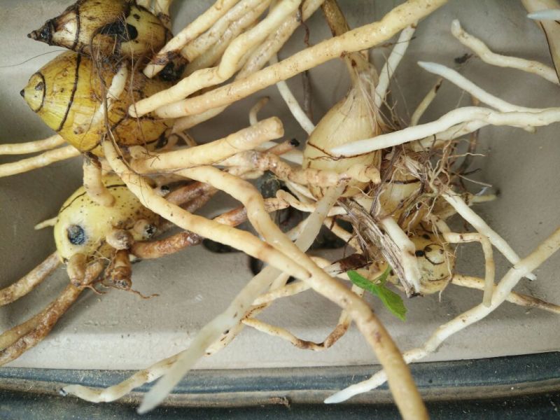 毛慈菇统货