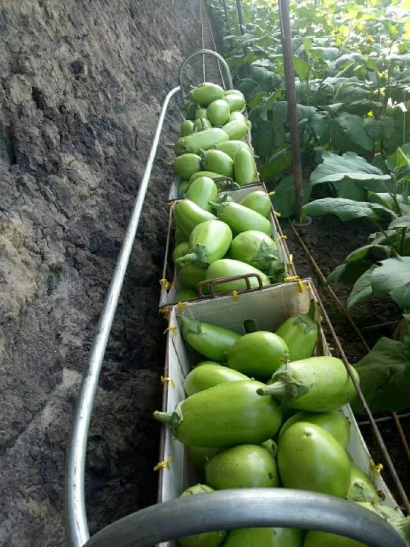 东北暖棚青茄大量上市，5两以上新开源的小秧绿茄子保证质量