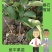 番石榴苗红心西瓜芭乐苗