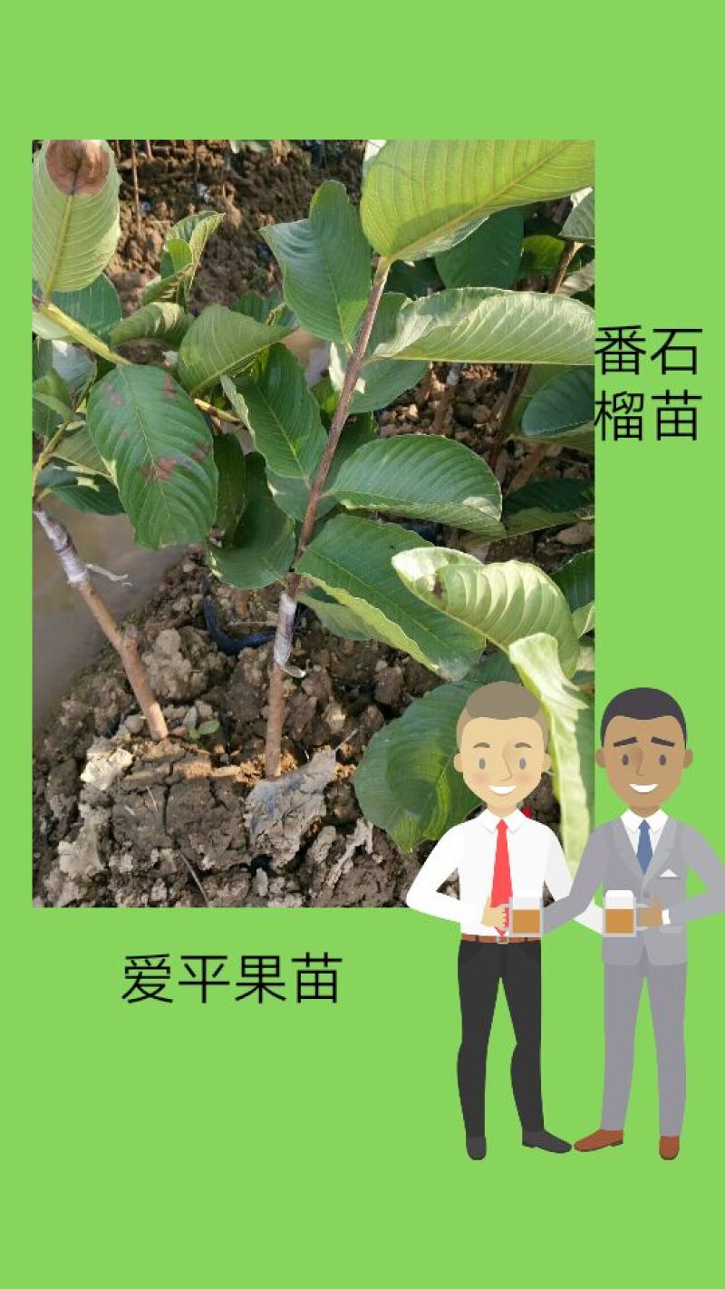 番石榴苗红心西瓜芭乐苗