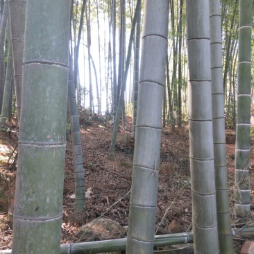 绿竹5~6m