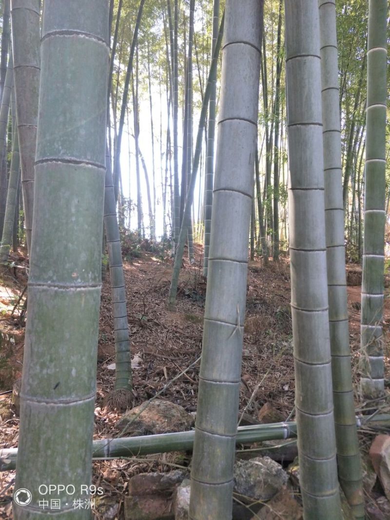 绿竹5~6m