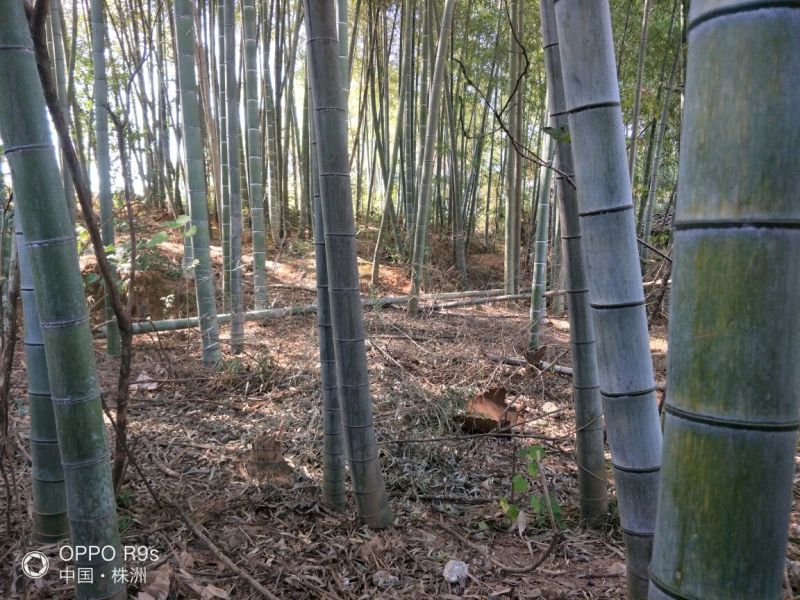 绿竹5~6m