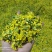 野菊花散装