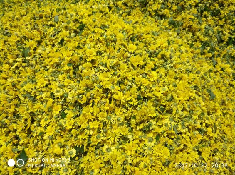 野菊花散装