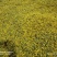 野菊花散装