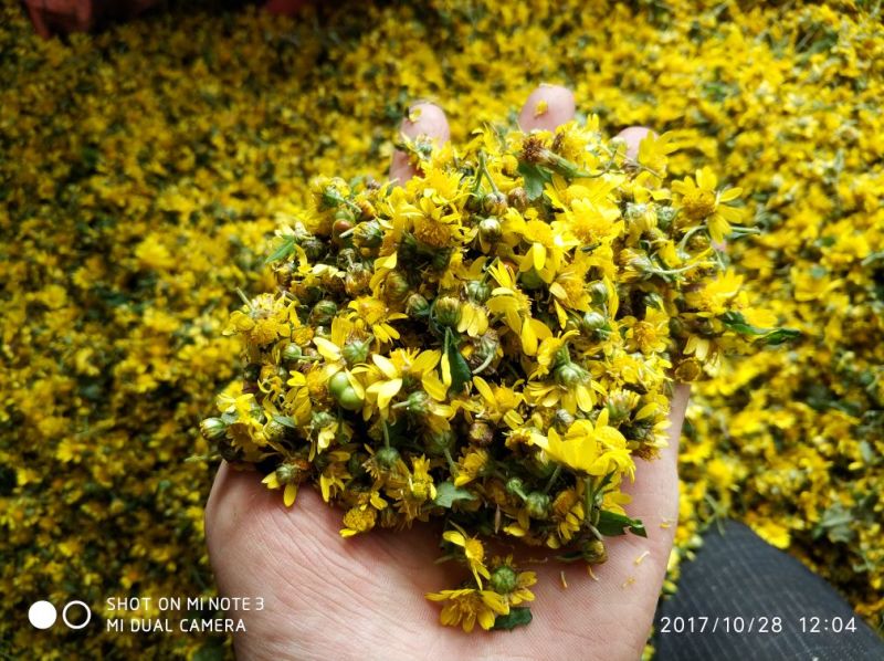 野菊花散装