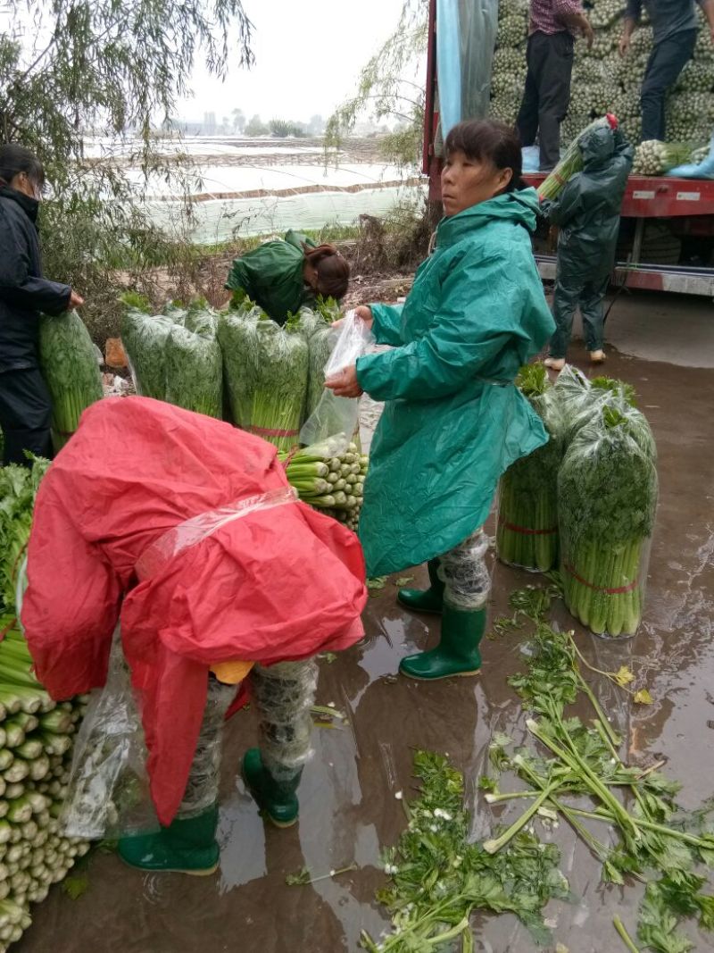 精品芹菜大量上市了，需要的联系。