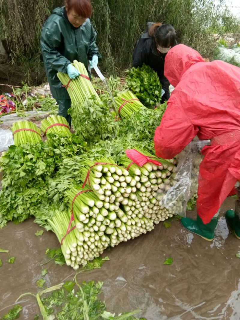 精品芹菜大量上市了，需要的联系。