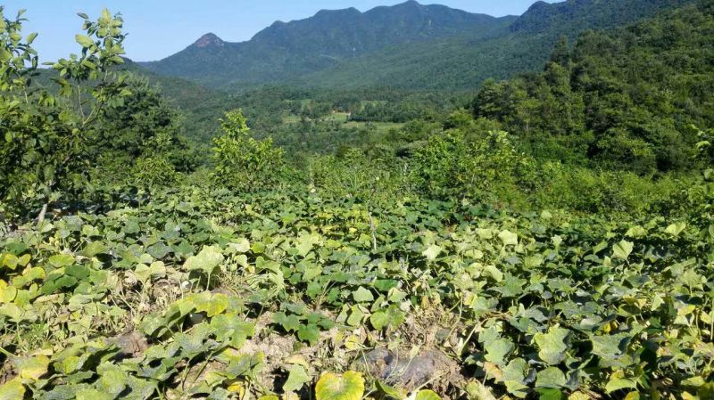 奶油南瓜（已经售完）