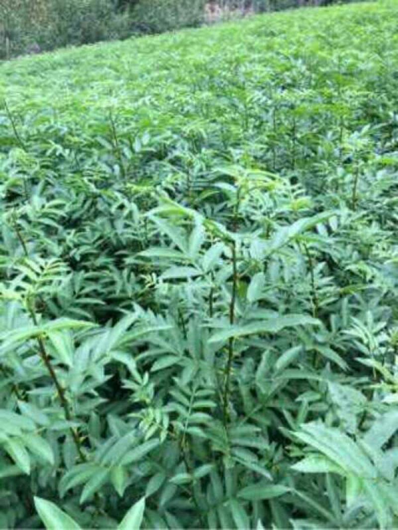 花椒苗0.5~1年