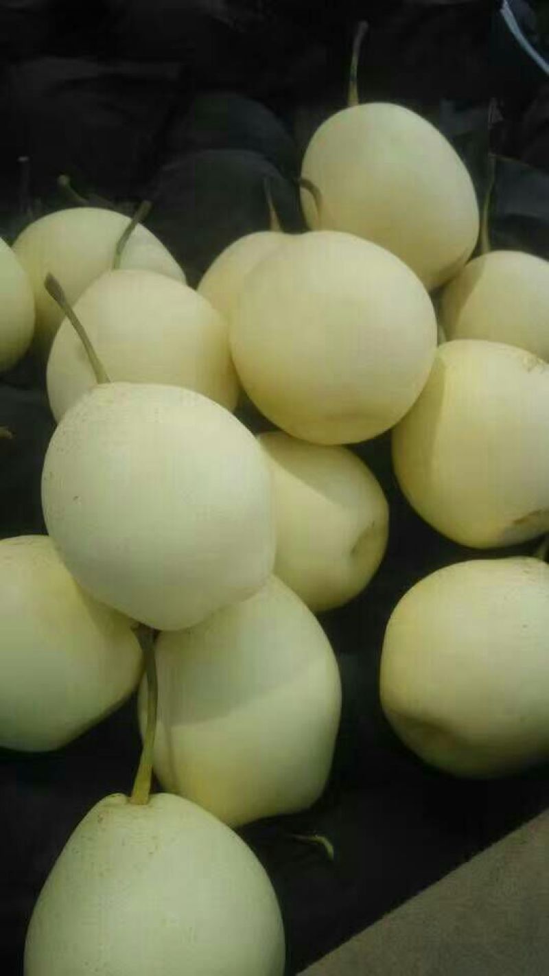 水晶梨250~300g纸箱