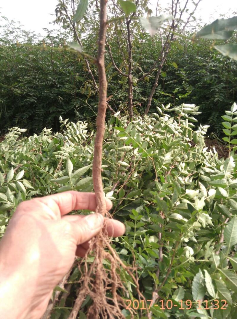 高产量韩城大红袍黄盖，狮子头花椒苗现挖现发