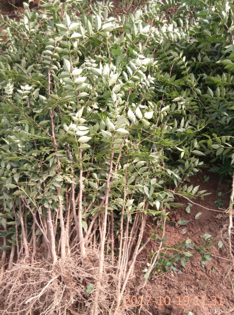 高产量韩城大红袍黄盖，狮子头花椒苗现挖现发