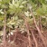 陕西韩城花椒苗1~2年，狮子头黄盖花椒苗