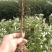 陕西韩城花椒苗1~2年，狮子头黄盖花椒苗