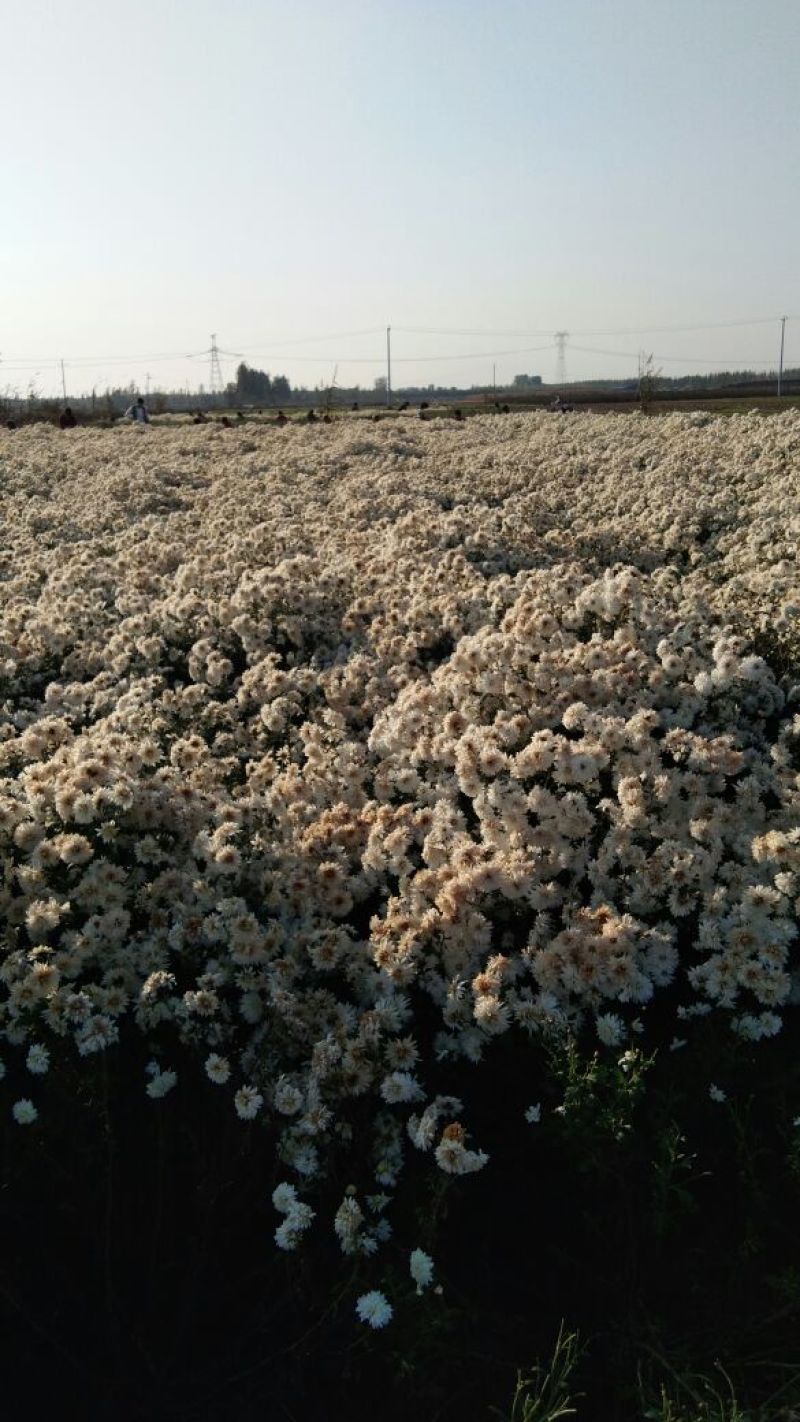 药用菊花散装