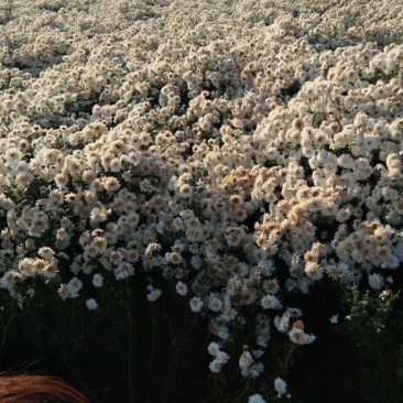 药用菊花散装