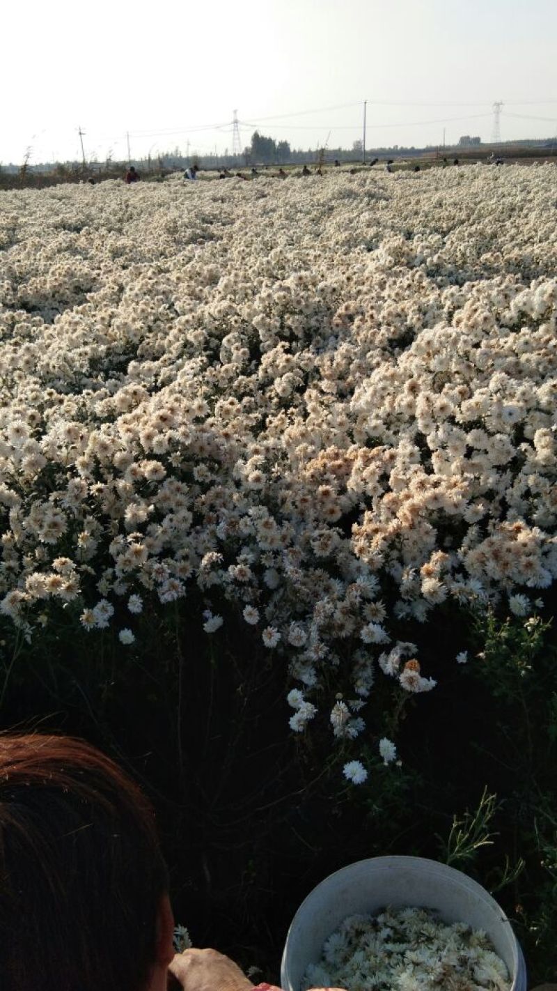药用菊花散装