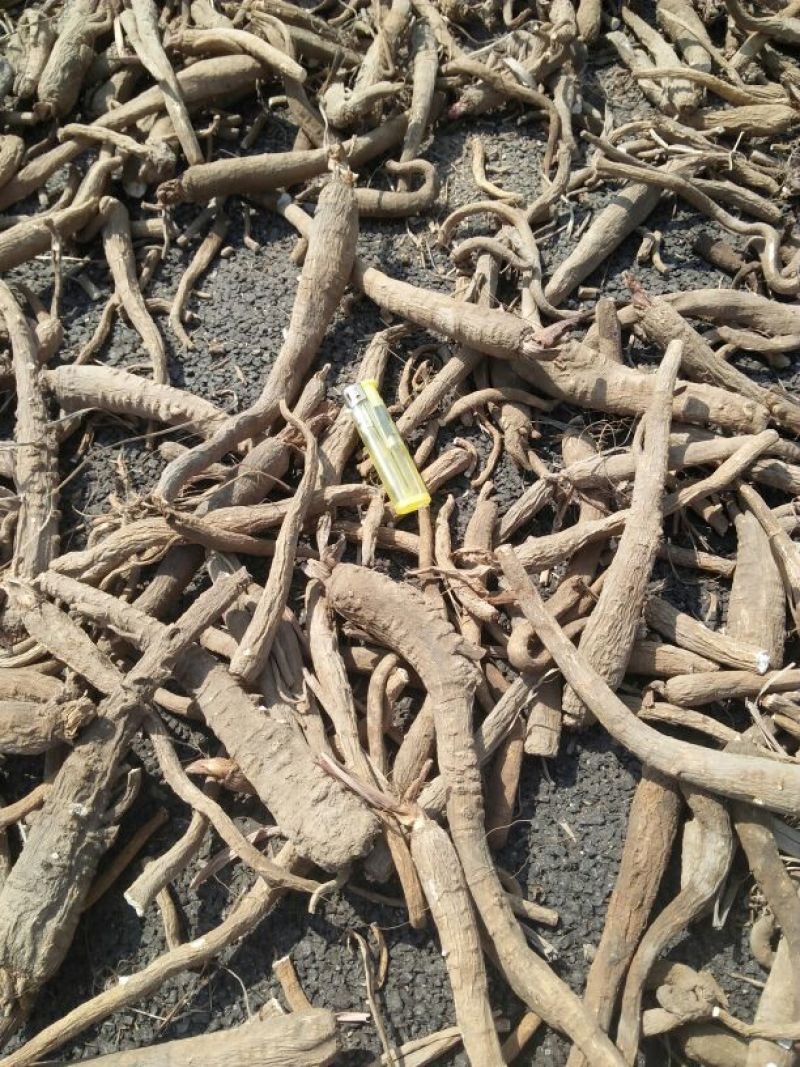 白芷，各种规格都有，现货供应。。。。。
