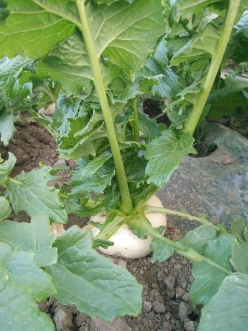 盘菜椭圆形