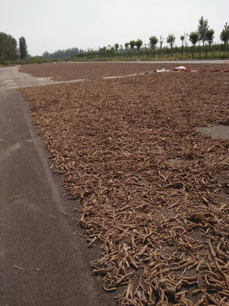 白芷，各种规格都有，现货供应。。。。。