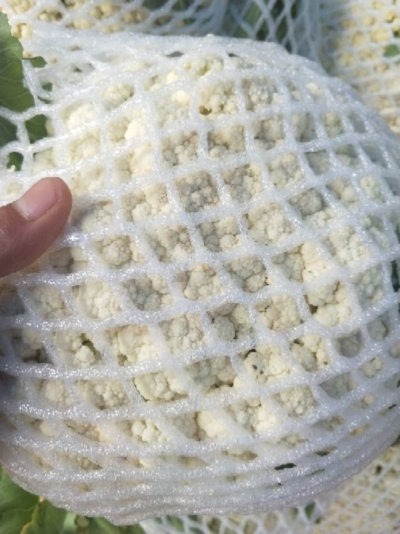 白面青梗松花菜散花2~3斤青梗小米粒乳白，大量供应