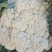白面青梗松花菜散花2~3斤青梗小米粒乳白，大量供应