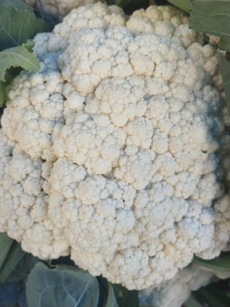 白面青梗松花菜散花2~3斤青梗小米粒乳白，大量供应